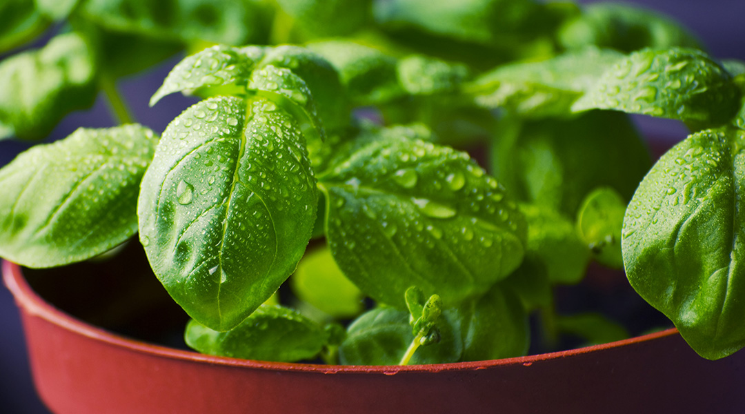 Benefits Of Basil Leaves The Health Blog Fidoc
